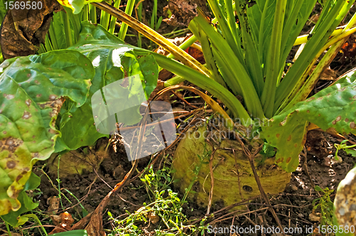 Image of sugar beet