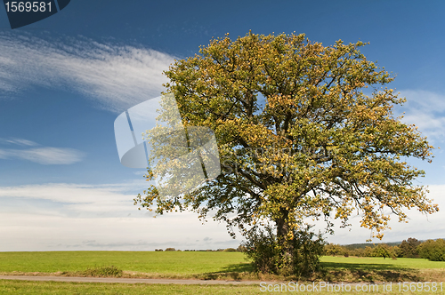 Image of oak in autumn