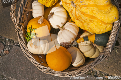 Image of squash