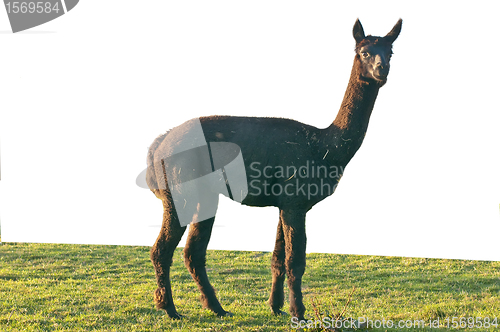 Image of Alpaca, Vicugna pacos 