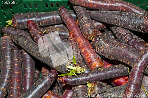 Image of carrot