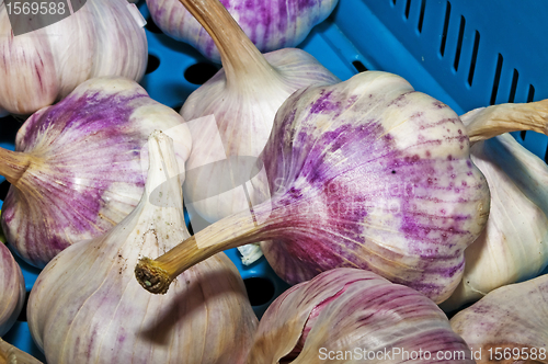 Image of garlic