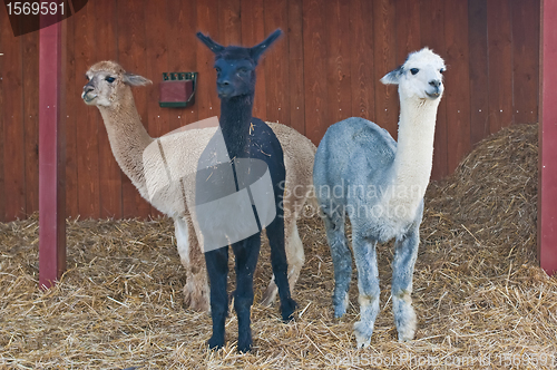 Image of Alpaca, Vicugna pacos