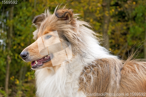 Image of collie