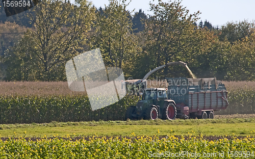 Image of Harvest of corn