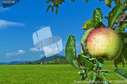 Image of apple with landscape