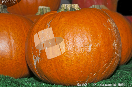 Image of squash