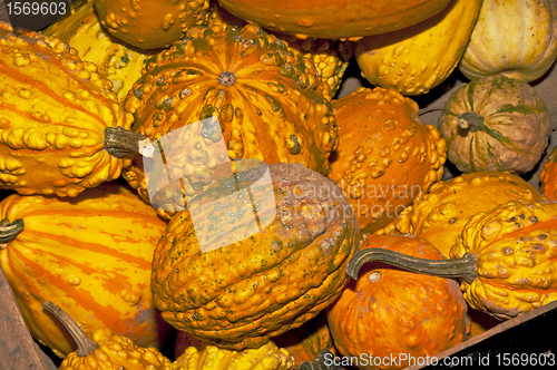 Image of squash