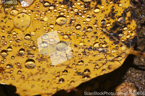 Image of leaf with rain-drops