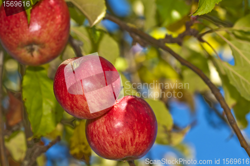 Image of apple on a tree