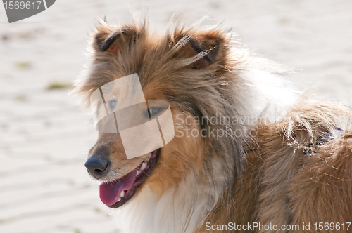 Image of collie