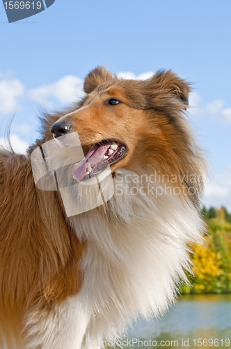 Image of collie puppy sunny