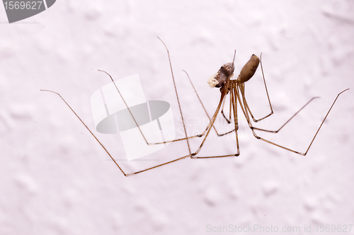 Image of daddy longleg