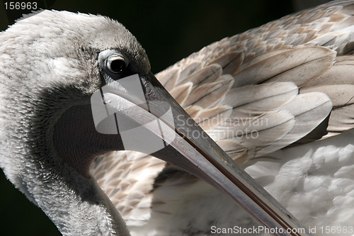 Image of Pelican closeup
