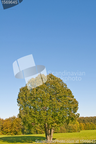 Image of tree in autumnal light