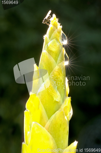 Image of bloom of a turmeric in backlight 