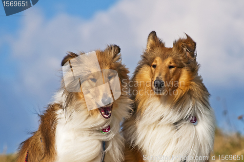 Image of collie dogs