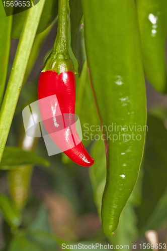 Image of Chili red and green