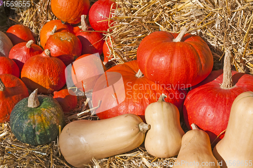 Image of decoration for thanksgiving