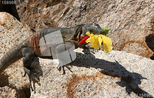 Image of Iguana eating a flower