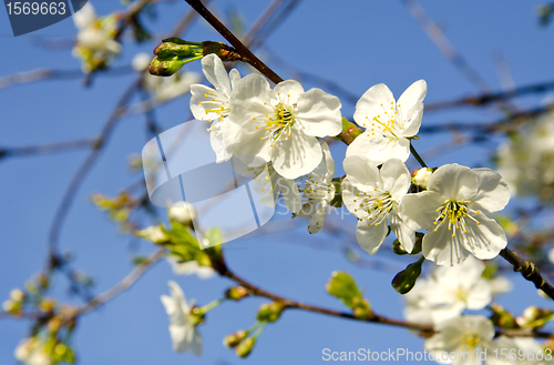 Image of White apple tree buds blooms spring background 