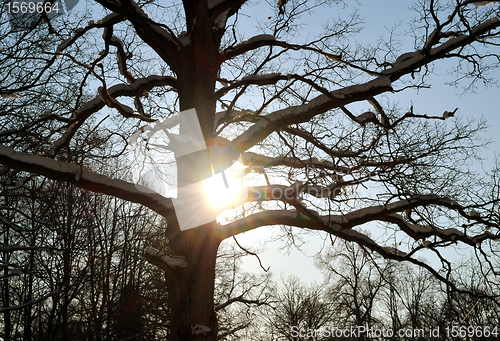 Image of Sun penetrate snowy branches of old oak in winter 