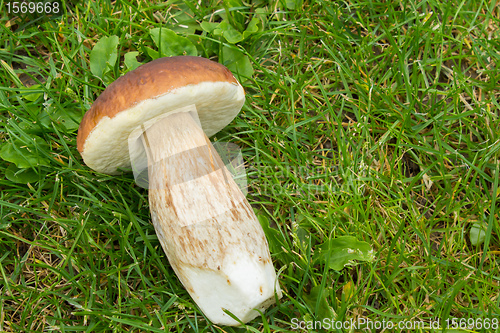 Image of boletus founded in forest