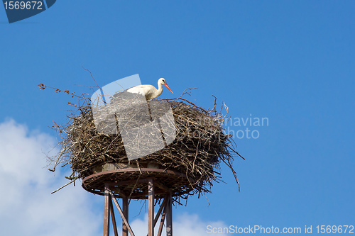 Image of a mother white stork bird on a chimney 