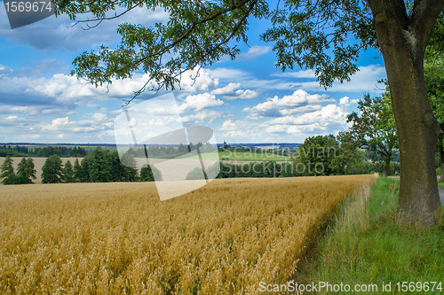 Image of Rural summer landscape with field,  meadow and forests