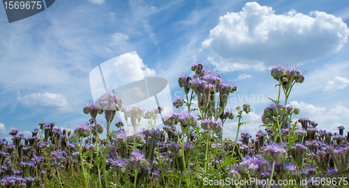 Image of Summer scenery with Purple lucerne field and bumble bee