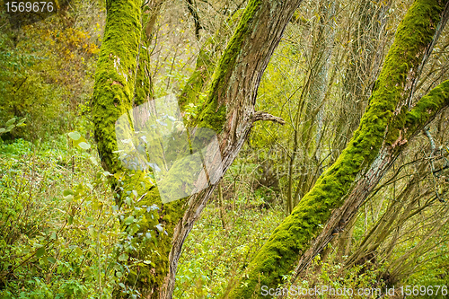 Image of Bright Green Moss (bryophytes) on tree trunks