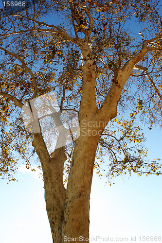 Image of Autumn tree close-up