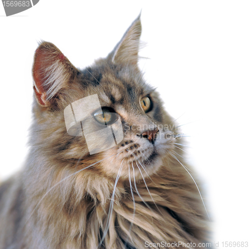 Image of maine coon