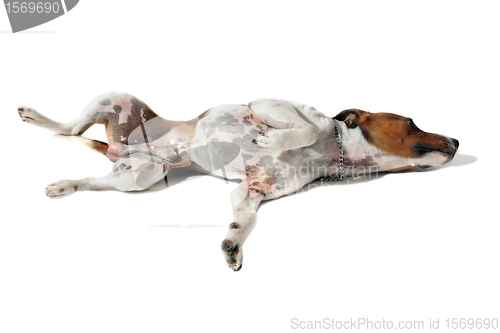 Image of young jack russel terrier
