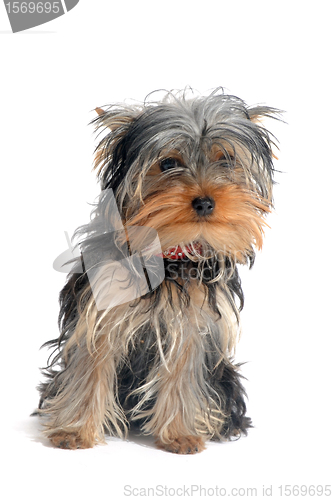 Image of yorkshire terrier