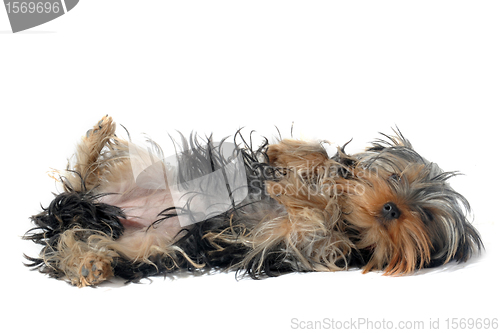 Image of yorkshire terrier