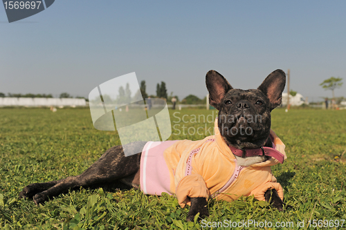 Image of french bulldog in dress