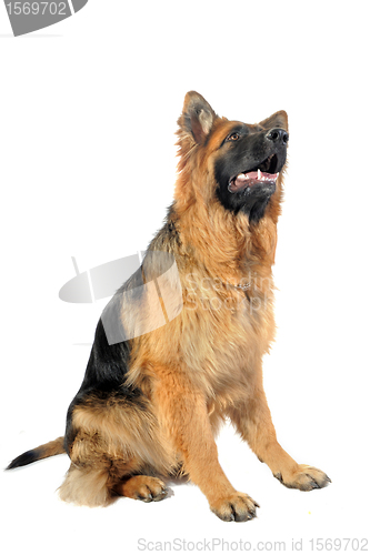 Image of german shepherd