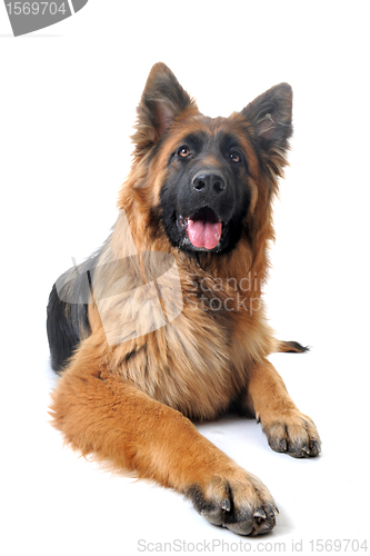 Image of german shepherd