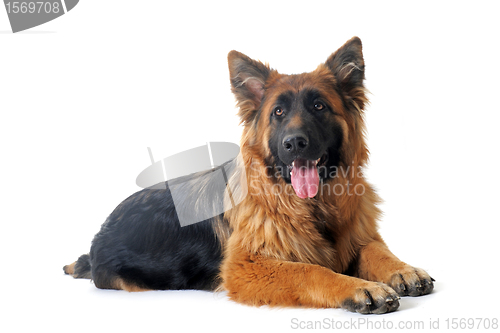 Image of german shepherd