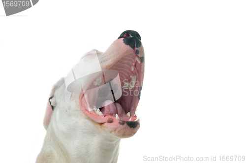 Image of barking dogo argentino