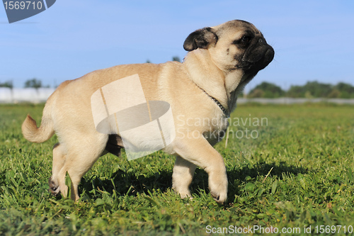 Image of walking baby pug