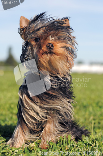 Image of puppy yorkshire terrier