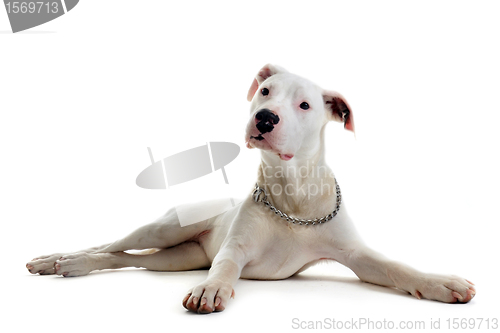 Image of puppy dogo argentino