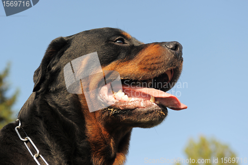 Image of rottweiler