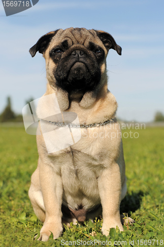 Image of baby pug