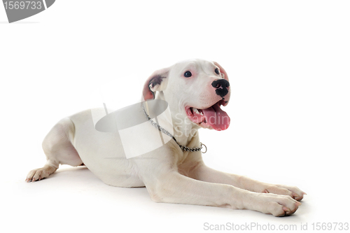 Image of dogo argentino