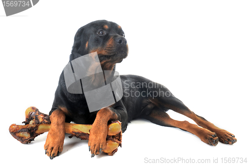 Image of rottweiler