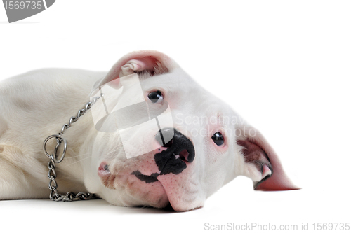 Image of young dogo argentino