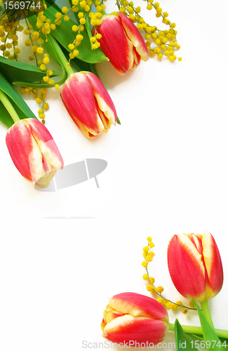 Image of Red with yellow tulips and mimosa on a white 